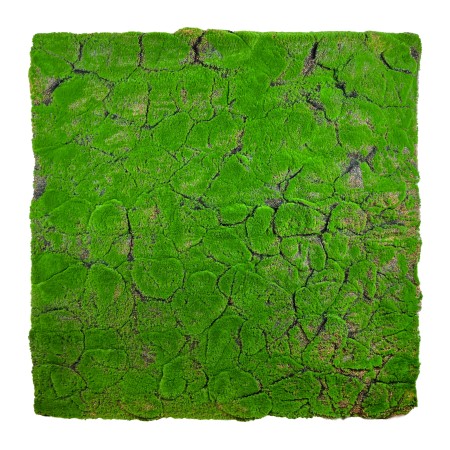 Sztuczny mech Torfowiec mata 100x100 cm