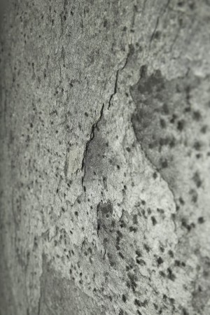 Fornir kamienny Silver Grey  - detale