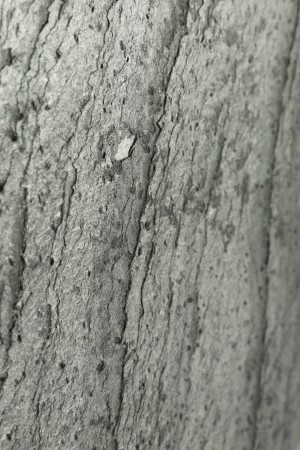 Fornir kamienny Silver Grey  - detale