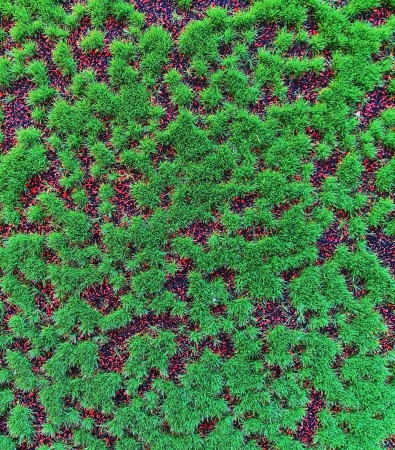 Sztuczny mech Ozdobny mata 100x100 cm